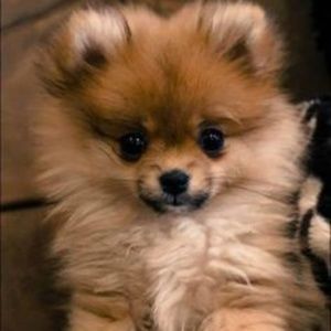 Meet your Posher, Anniemae